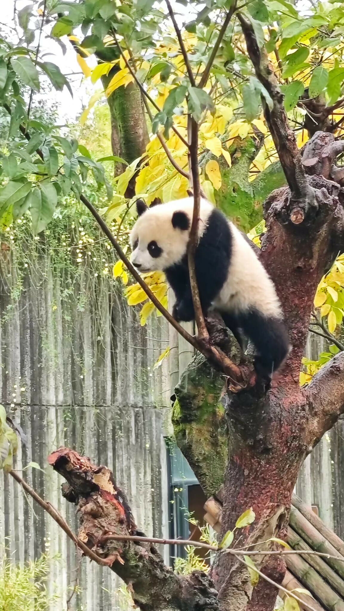 DESCUBRE CHINA EN 18 DIAS - BIENVENIDOS A ORIENTE