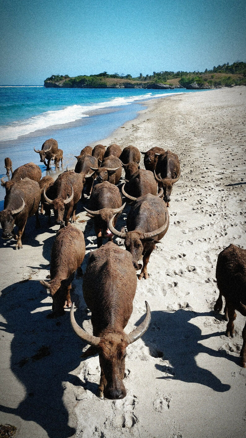 Sumba en 8 días | La isla más salvaje de Indonesia